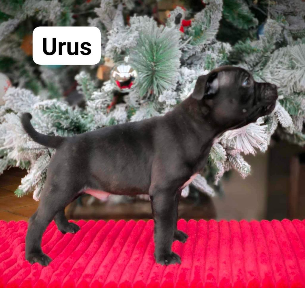urus
