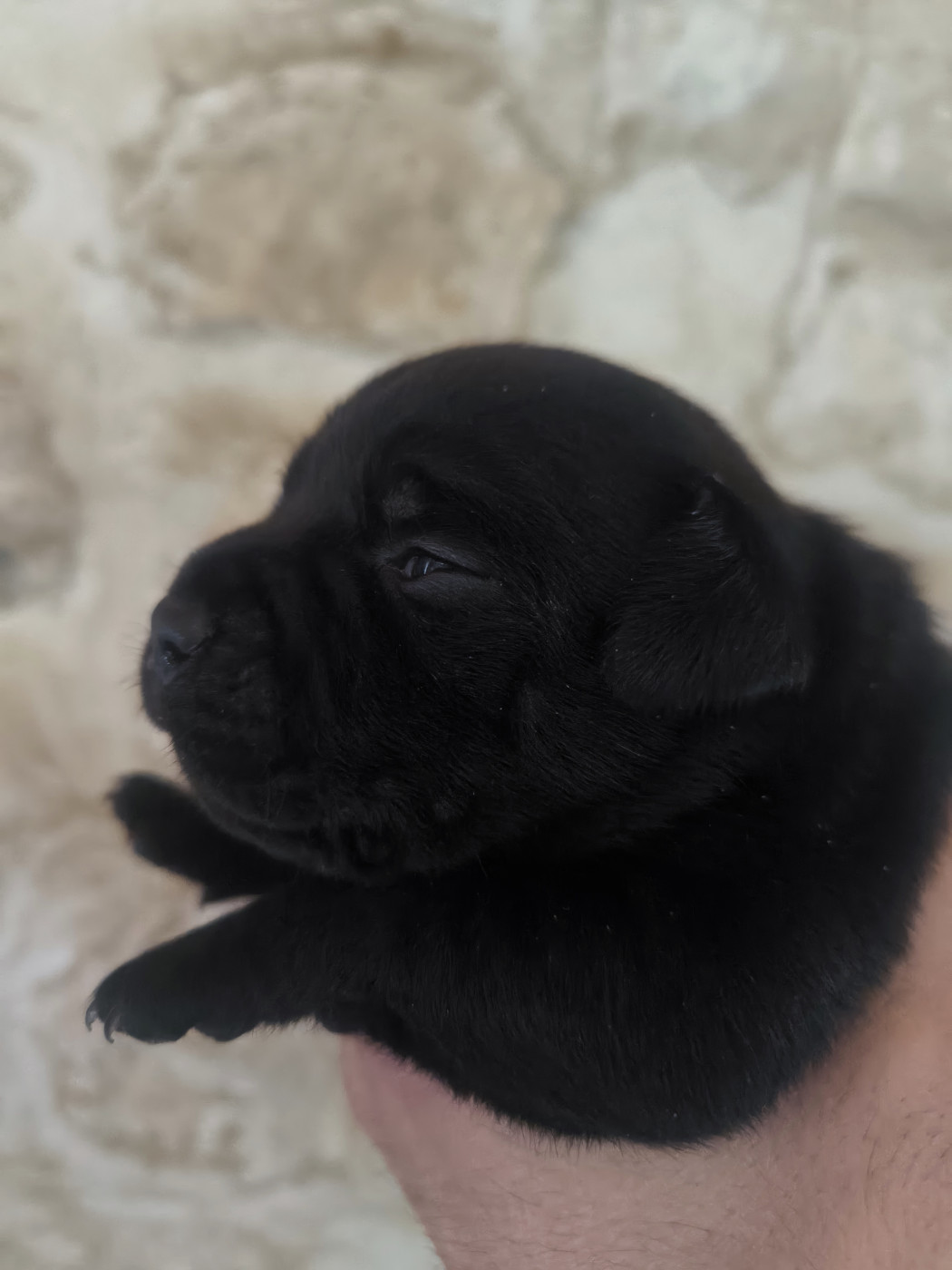 Of The Secret Weapons - Chiots disponibles - Staffordshire Bull Terrier